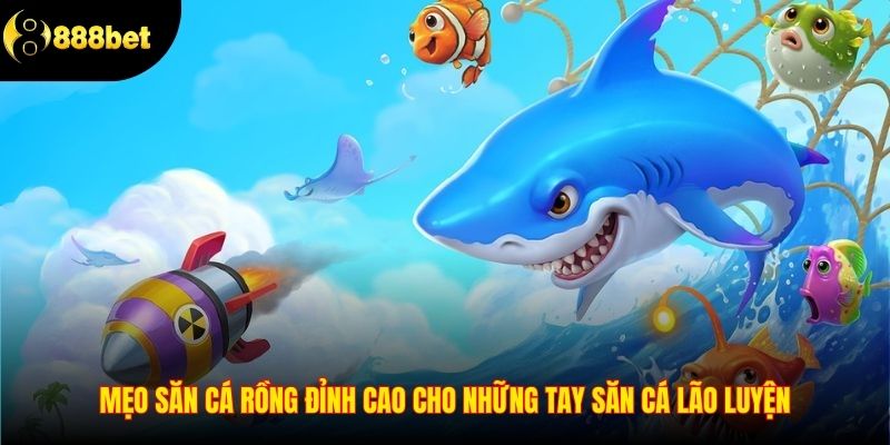 Mẹo săn cá rồng đỉnh cao cho những tay săn cá lão luyện